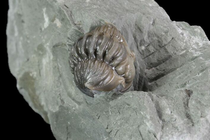 Wide Enrolled Flexicalymene Trilobite - Mt Orab, Ohio #85615